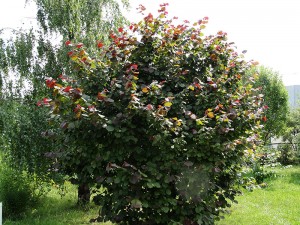 лещина обыкновенная пурпурнолистная (Corylus Atropurpurea) – орешник краснолистный. лещина обыкновенная пурпурнолистная (Corylus Atropurpurea) – орешник краснолистный.
