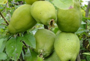 Плоды айвы японской. Фото на www.ru-dachniki.ru