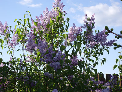 Cирень (Syringa Vulgaris)