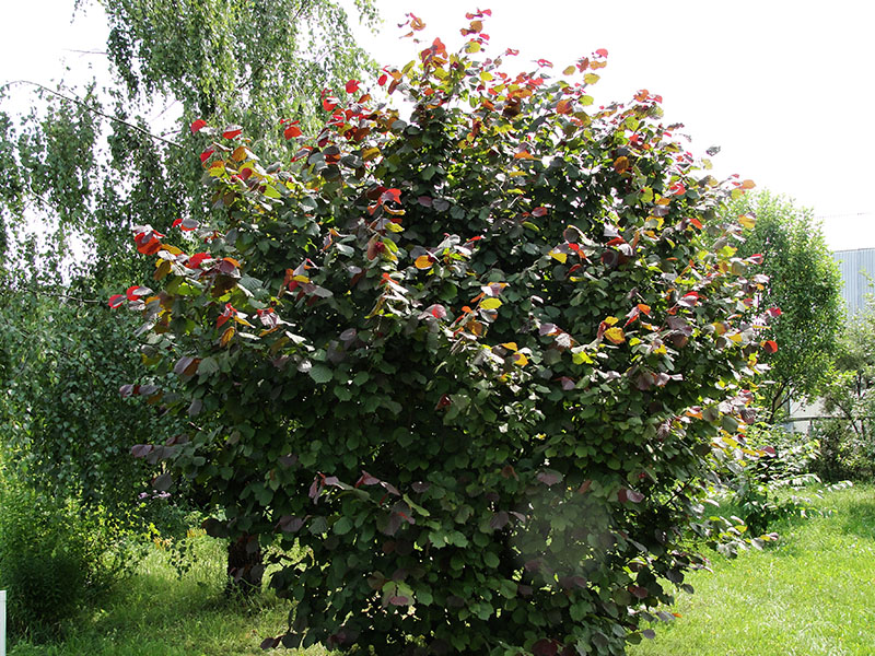 лещина обыкновенная пурпурнолистная (Corylus Atropurpurea) – орешник краснолистный.