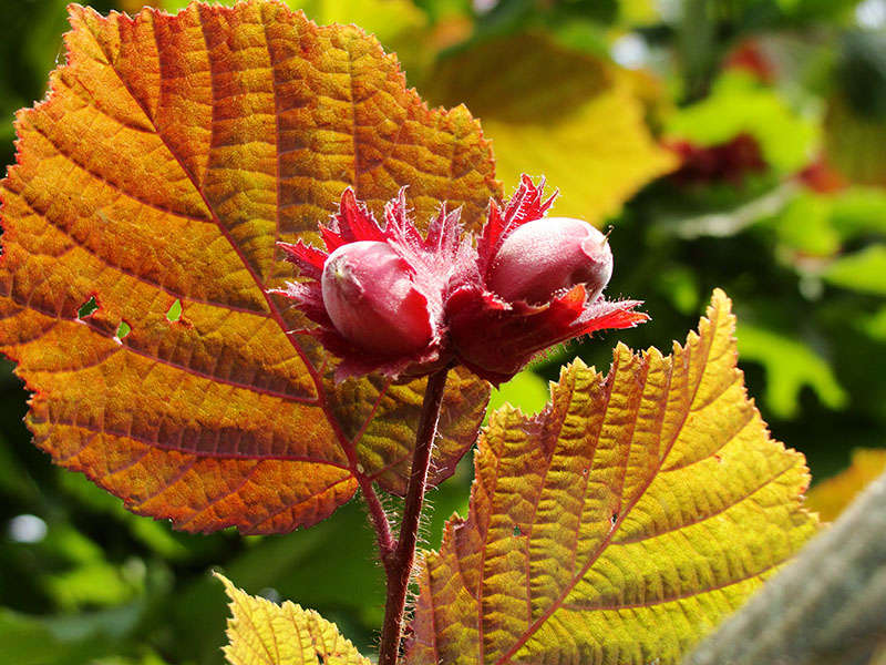 лещина обыкновенная пурпурнолистная (Corylus Atropurpurea) – орешник краснолистный.