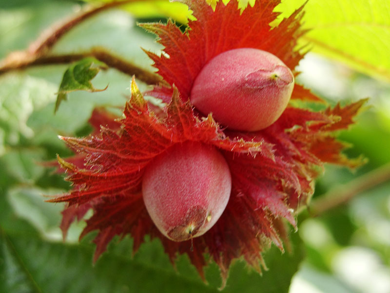 лещина обыкновенная пурпурнолистная (Corylus Atropurpurea) – орешник краснолистный.