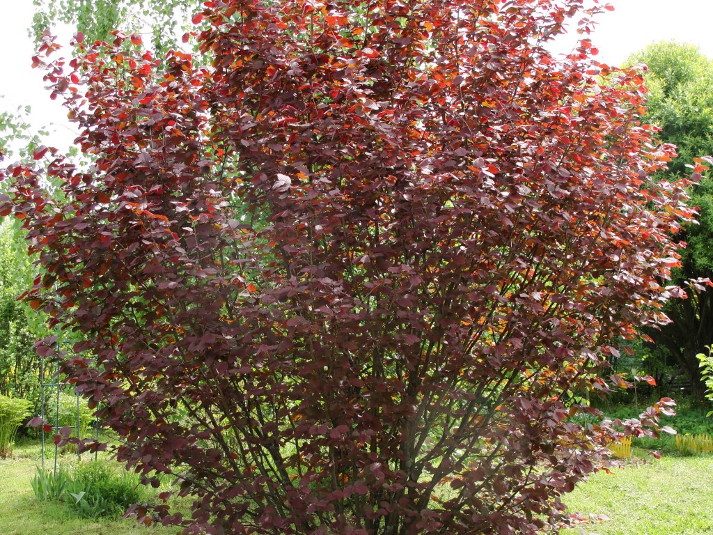 лещина обыкновенная пурпурнолистная (Corylus Atropurpurea) – орешник краснолистный.