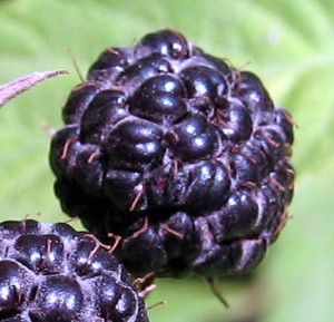 Выращивание черной малины на www.ru-dachniki.ru