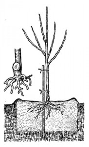 Посадка плодовых деревьев. www.ru-dachniki.ru