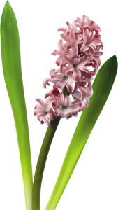 hyacinth