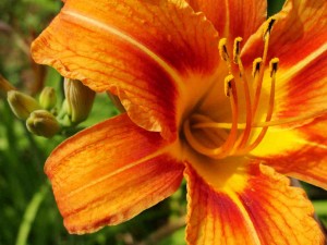 Краснодрев или лилейник (Hemerocallis) на ru-dachniki.ru