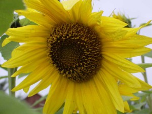 Подсолнух - цветок солнца. Фото на www.ru-dachniki.ru