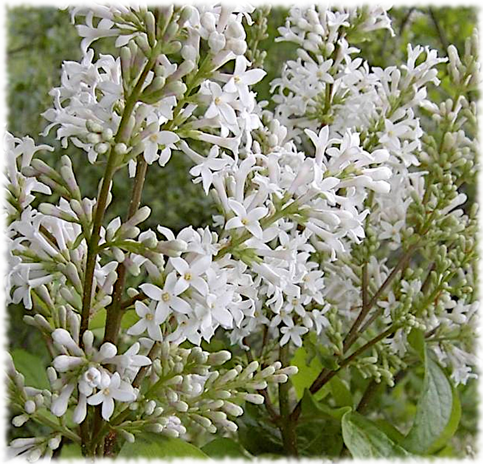 Сирень мохнатая, или волосистая (Syringa villosa)