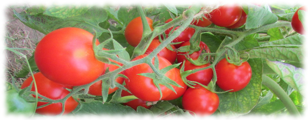 мой опыт выращивания помидоро