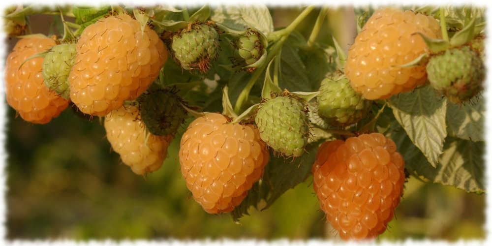 Лучшие и популярные сорта желтой (желтоплодной) малины для Ваших дачныхучастков