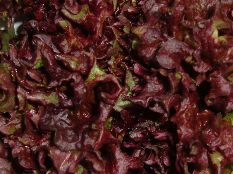 Красный салат на www.ru-dachniki.ru