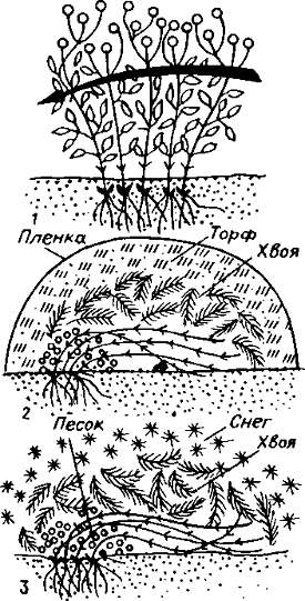 Способы укрытия клематисов