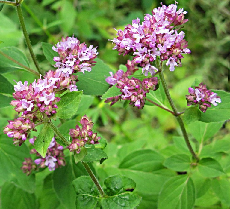 Мята лесная или душица обыкновенная (Origanum vulgare)