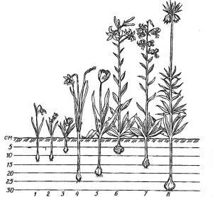Глубина посадки луковичных
