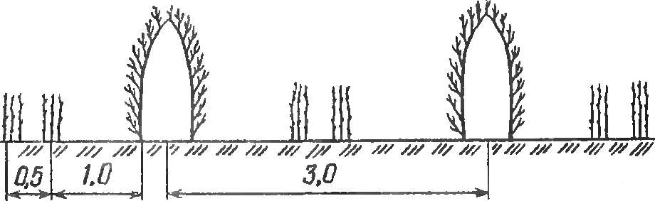 Схема размещения малины