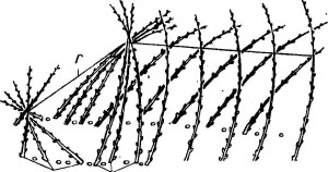 Безопорная подвязка малины