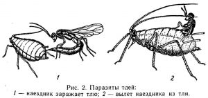 Наездник поражает тлю