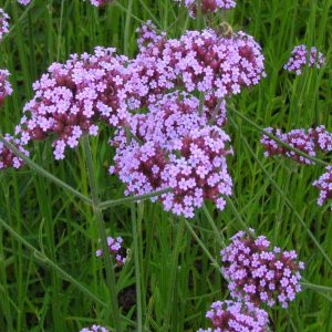 Вербена буэпосайресская (V. bonariensis) 