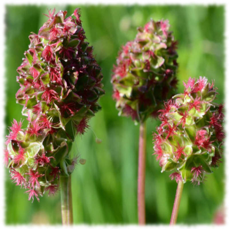 Черноголовник кровохлебковый (Poterium sanguisorba)