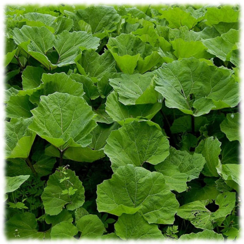 Arctium Lappa - овощной лопух