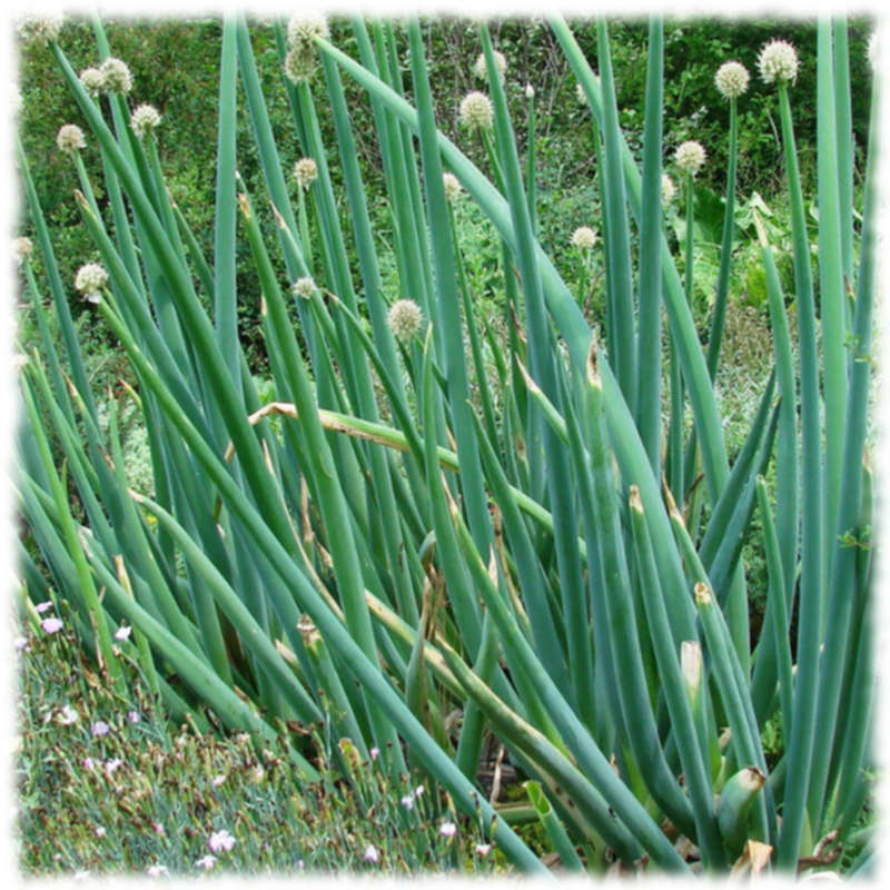 Лук алтайский (Allium altaicum) - Альвес