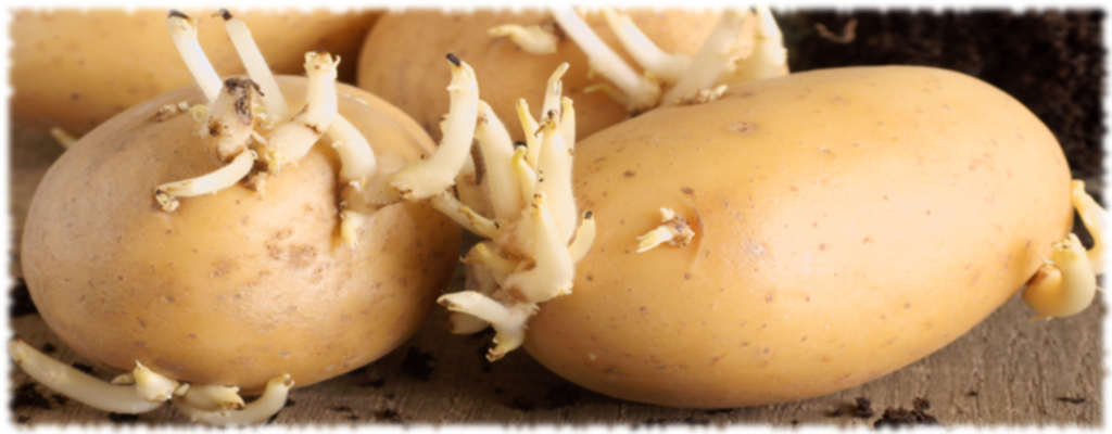 Проросшие клубни картофеля