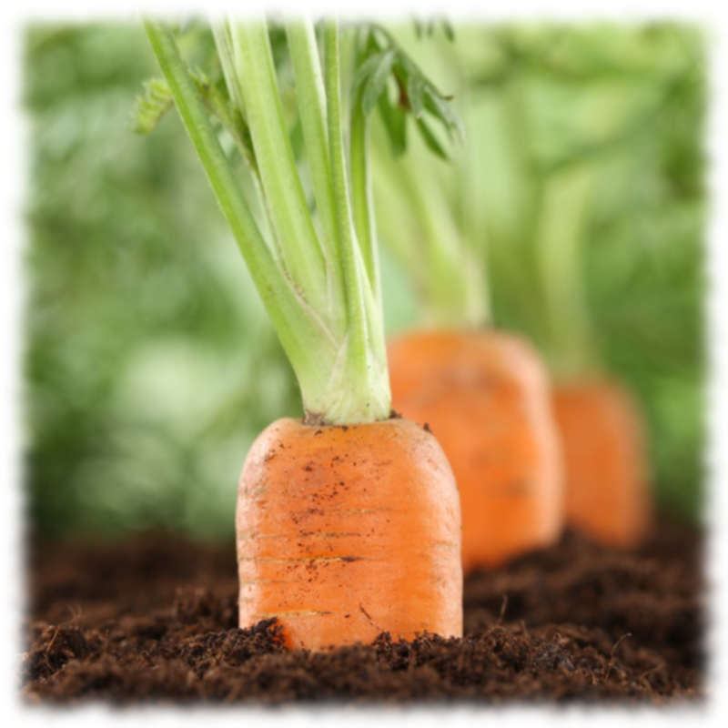 Статьи о моркови