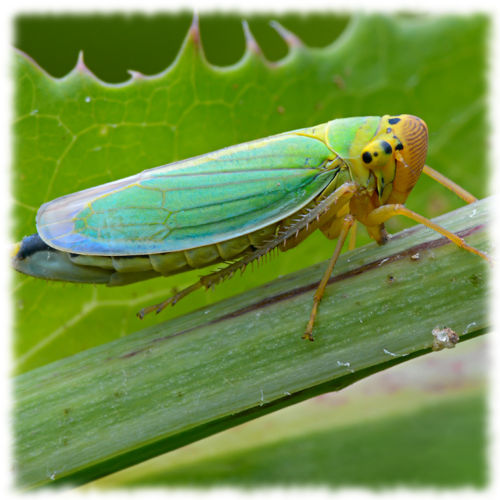 Зеленая цикадка
