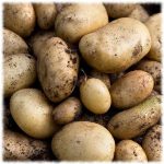 Здоровые клубни картофеля
